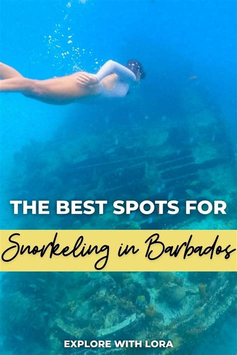 snorkeling in barbados best beaches to snorkel in barbados in 2023 barbados travel