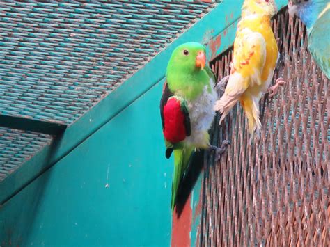 多分ストレス・・？？ | Parrot Paradiseの日々