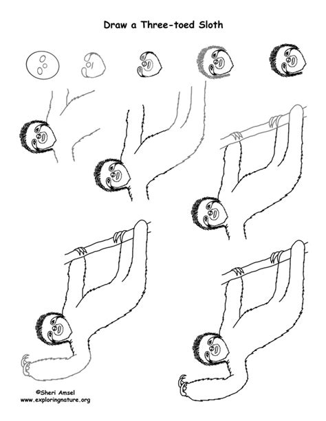 Https://tommynaija.com/draw/how To Draw A 3 Toed Sloth