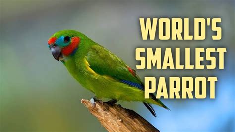Worlds Smallest Parrot Pygmy Parrot Shorts Globeofbirds