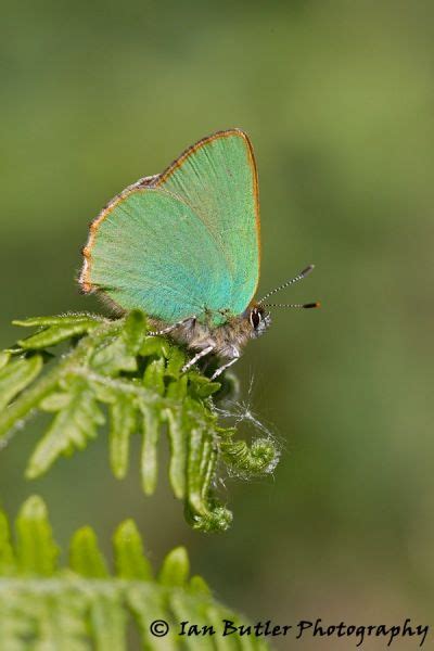 062365 Green Hairstreak Butterfly Butterfly Green Macro Lens