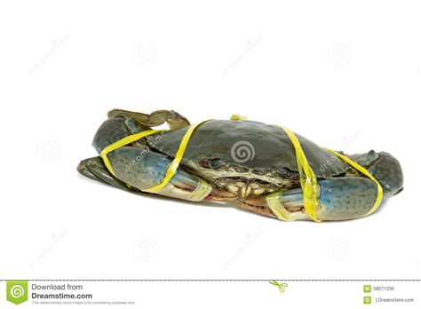 Raw Black Crab Tied With Rope Yellow On White Background Stock Photo