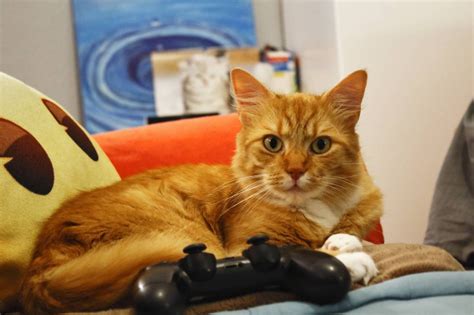 Im A True Gamer Cat By Theempatheticcat On Deviantart Gamer Cat