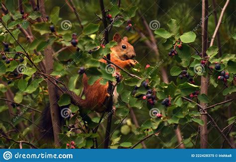 Squirrel Eating Berries On A Tree In The Garden Stock Image Image Of