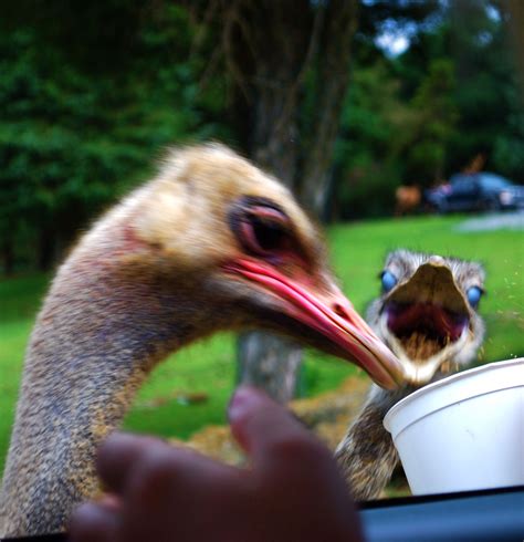 Feeding And Ostrich Out Loud Ostrich Feeding Laugh Animals