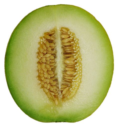 Filecantaloupe Melon Cross Sectionpng Wikimedia Commons