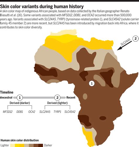 Skin Color Variation In Africa Science