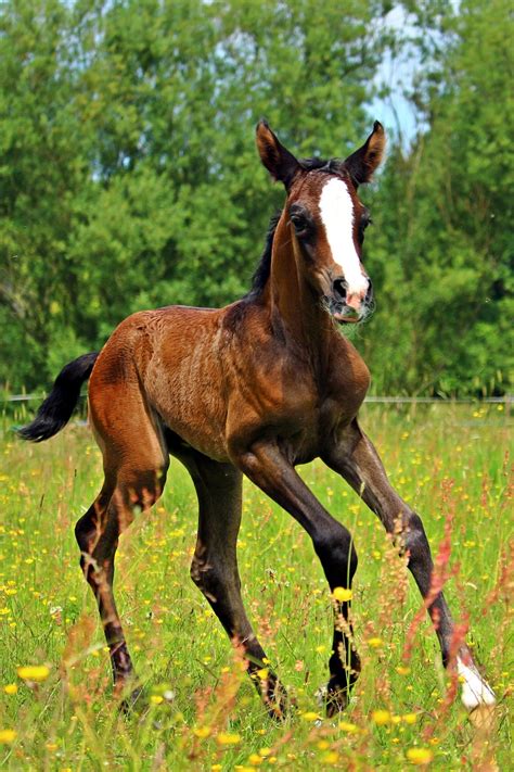 Download Free Photo Of Horsegallopfoalthoroughbred Arabianpasture