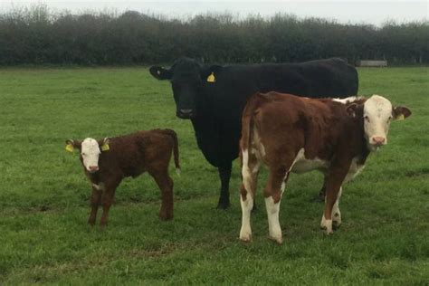 2 Holstein Aberdeen Angus Cross Breeding Cows With Calves At Foot