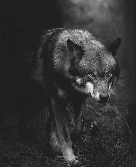 Majestetic Isnt It Wolf Dog Wolf Spirit Animal Wolf Pictures