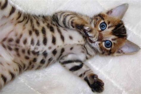 Bengal cats | pet health insurance & tips. Bengal Cat - Purrfect Cat Breeds