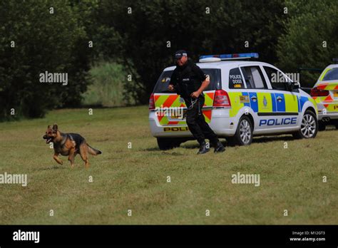 Police Dog In Action Stock Photo Alamy