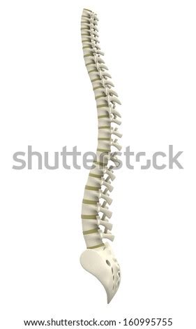 Get notified when back bone of the pack is updated. Human Backbone Names Spine Sections Numbers Stock Vector 318108875 - Shutterstock