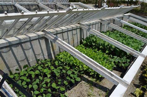 Beans, tomatoes, even patio squash varieties. Starting Seedlings In A Cold Frame - Can You Plant Seeds ...