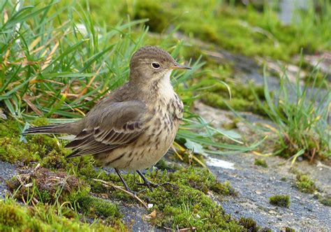 Check out our pipit selection for the very best in unique or custom, handmade pieces from our patterns shops. A.W.Birder: Always on the lookout for fine birds...: Buff ...
