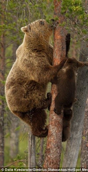 Brown Bear Teaches Her Young Cub How To Climb Fragile Looking Tree Daily Mail Online