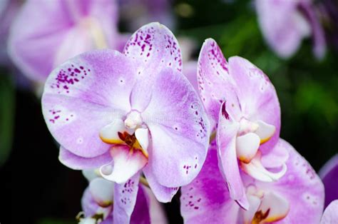 Beautiful Phalaenopsis Purple Moth Orchid At A Botanical Garden Stock