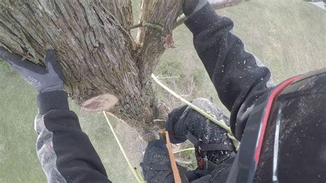Tree Climber Cuts Down A Small Cedar Youtube