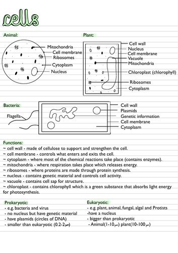 Gcse Biology Paper One Revision Notes Teaching Resources