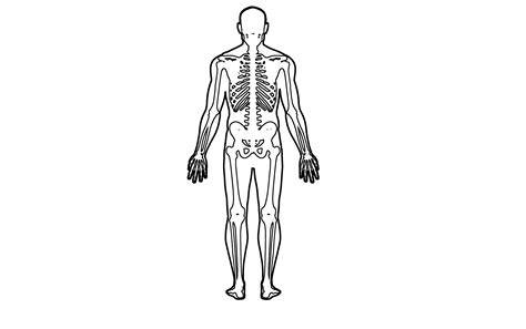 Human Body Outline Hd Transparent Png