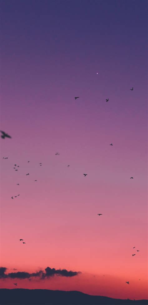 1440x2960 Sky Sunset Birds Samsung Galaxy Note 98 S9s8s8 Qhd