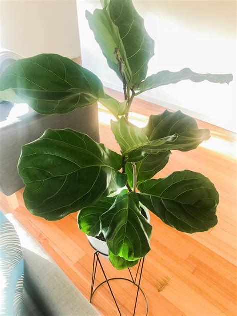 Put me by zee window! Two Perfectly Heathy Fiddle Leaf Figs not growing at all ...