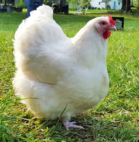 English White Orpington Backyard Chickens