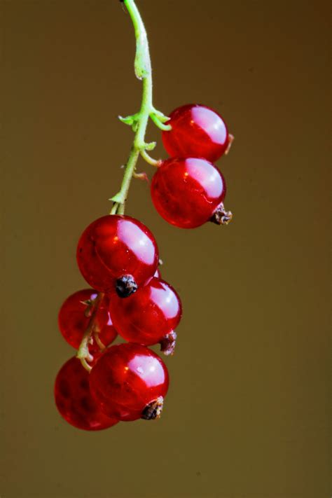 We did not find results for: Gambar : cabang, mekar, menanam, buah, Berry, daun bunga ...
