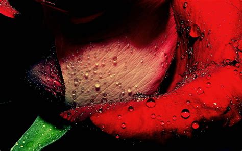 Hd Wallpaper Red Rose Flowers Water Drops Plant No People Beauty In Nature Wallpaper Flare