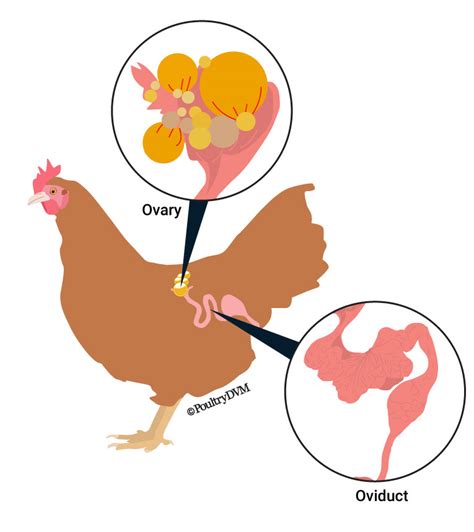 Ovarian Tumors In Chickens