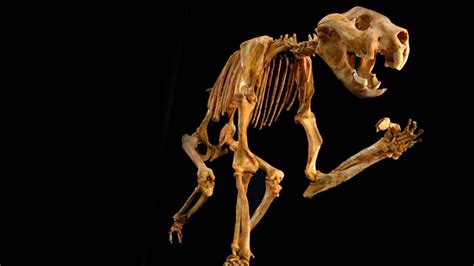 NOVA - Official Website | Anatomy of the Marsupial Lion