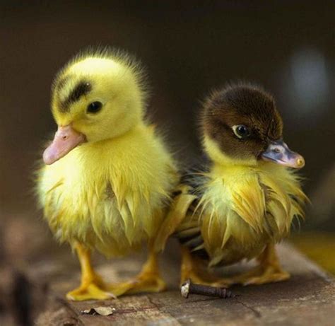 So Cutebaby Ducks Farm Animals Pinterest
