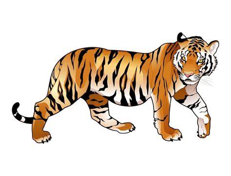 Coloriage F Lins Tigres Lions Panth Res Sur Hugolescargot Com Tiger