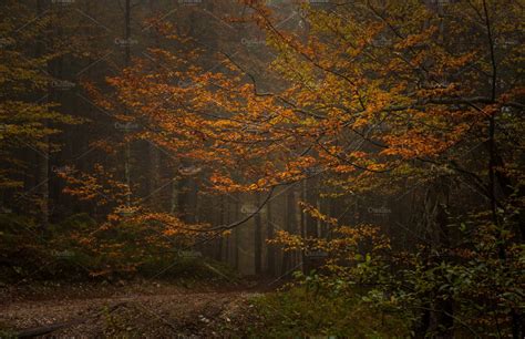 Gloomy Autumn Forest Nature Photos Creative Market