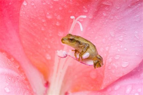 Spring Peeper Tadpoles