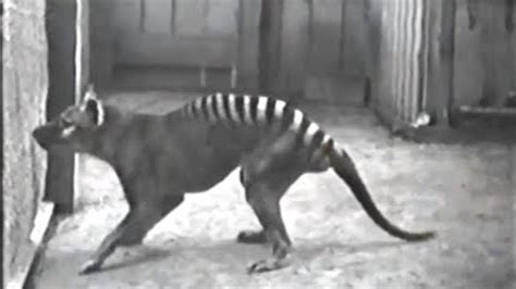 10 Rare Videos Of Extinct Animals