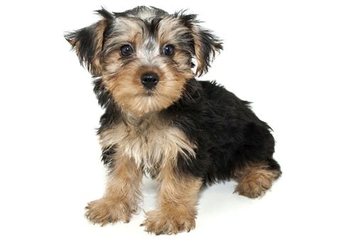 Located in south florida on over an acre of rural land, our puppies enjoy a stimulating environment. Morkie Puppies For Sale In Florida From Vetted Breeders