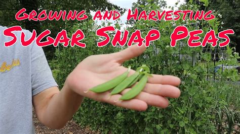 How To Grow Sugar Snap Peas Youtube