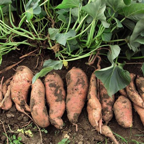 How To Grow Sweet Potatoes The Homestead Garden