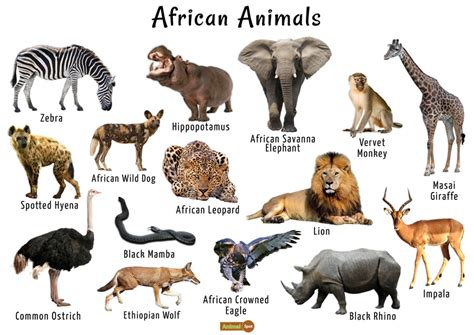 Images Of Wild Animals In Africa