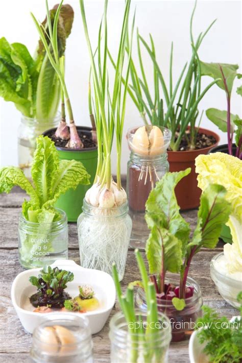 Best Vegetables And Herbs To Regrow From Kitchen Scraps In Water Or Soil