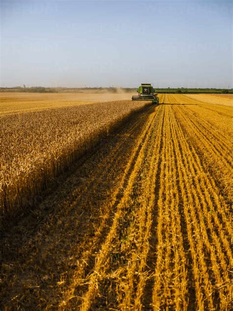 Combine Harvesting Field Of Wheat Stock Photo
