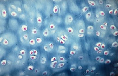 Photomicrograph Of Hyaline Cartilage Stock Image P174 0003
