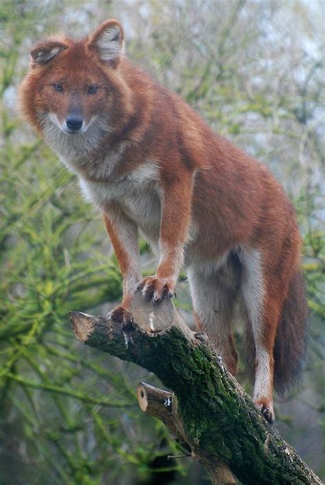 Howtoskinatiger This Isnt A Red Fox Its A Dhole Cuon Alpinus A