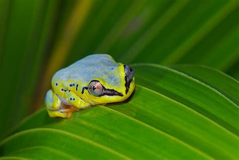 Madagascar Reed Frog Sean Crane Photography