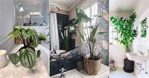 17 Beautiful Tropical Plants You Can Grow In The Bathroom