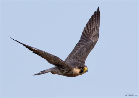See What I See: Peregrine Falcon