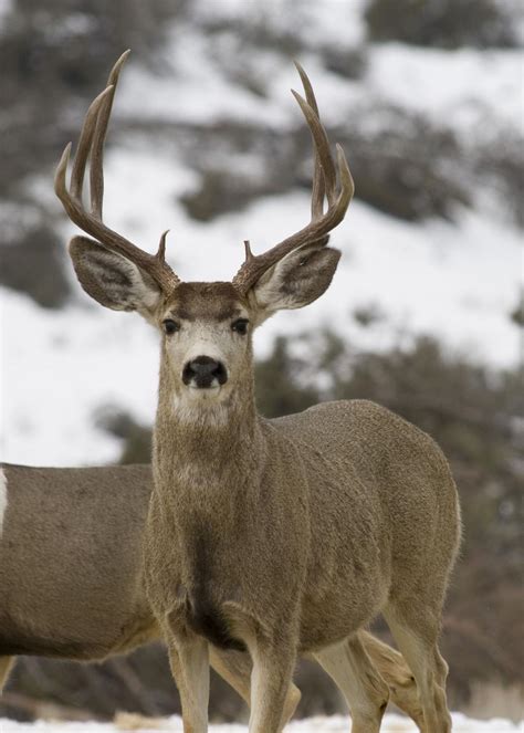 In The Woods Surge In Idahos Deer Population