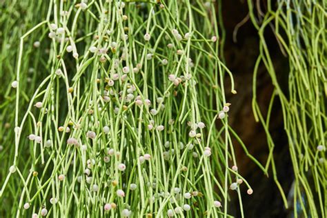 These cacti puns are adorable ways to ask someone out, or tell someone who loves plants and cacti in particular that you like them. Mistletoe Cactus - Rhipsalis spp. Indoor Care Tips