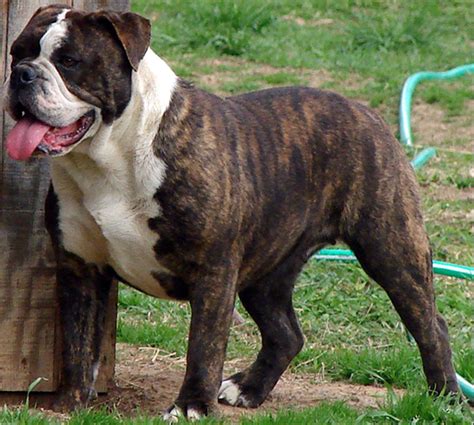 #vetinsittingbourne The Olde English Bulldogge is a ...